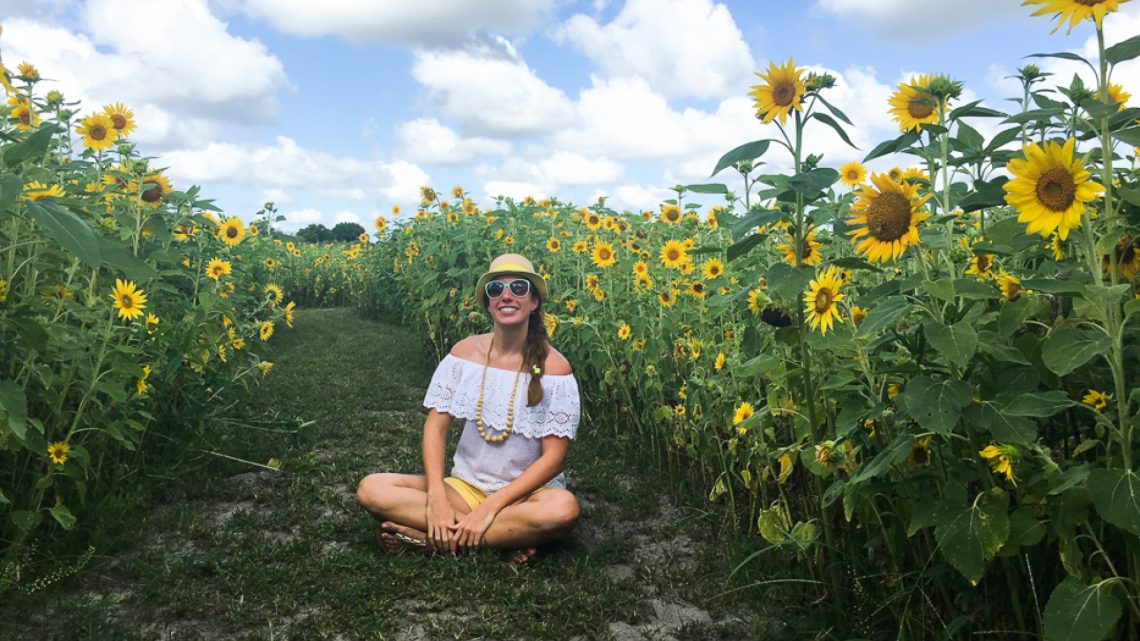 Florida Sunflower Maze