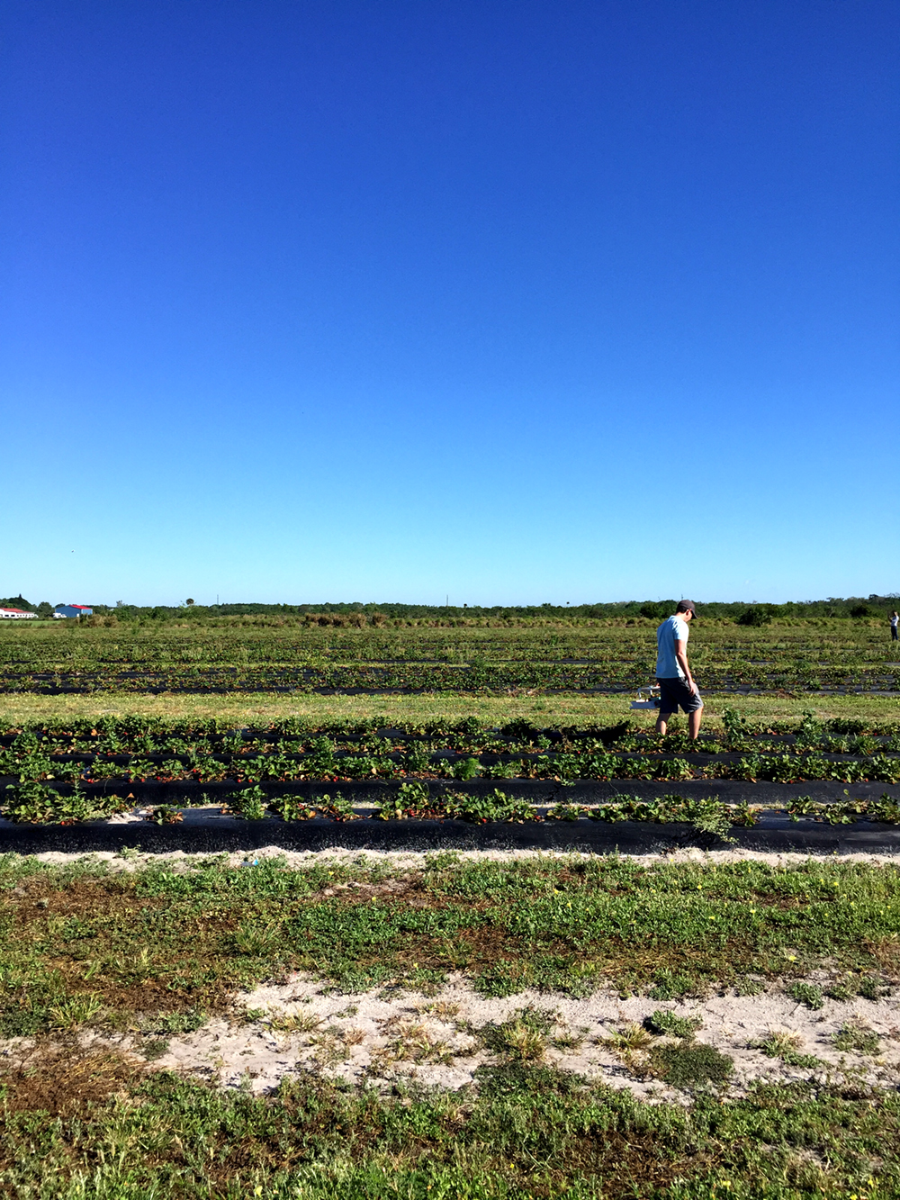 Strawberry Picking at Sledd's Farm